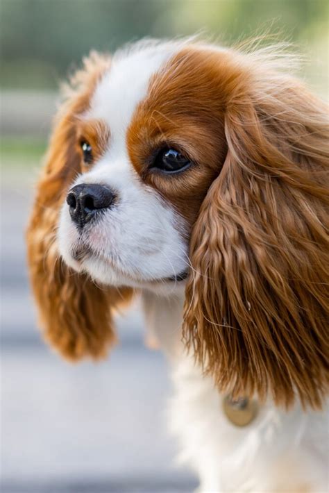 Free King Charles Cavalier Puppies Qustability