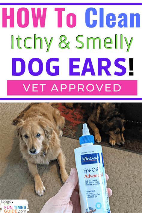 How To Clean Treat A Dog S Itchy Smelly Ears Vet Approved Products To