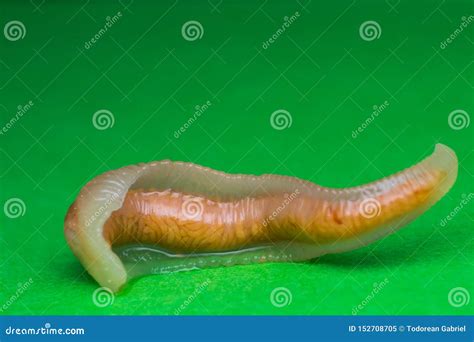 Close Up Photo Of Linguatula Serrata Or Tongue Worm Stock Image Image