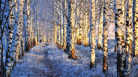 Snow Birch Forest 2950652 Hd Wallpaper And Backgrounds Download