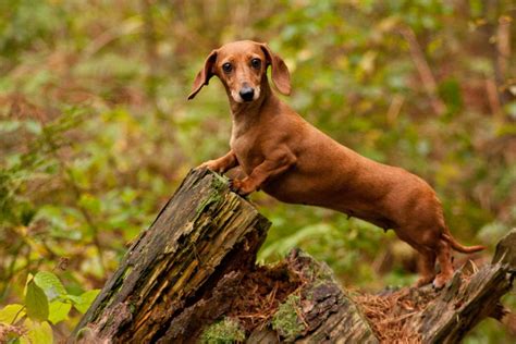 The Most Popular Brown Dog Breeds