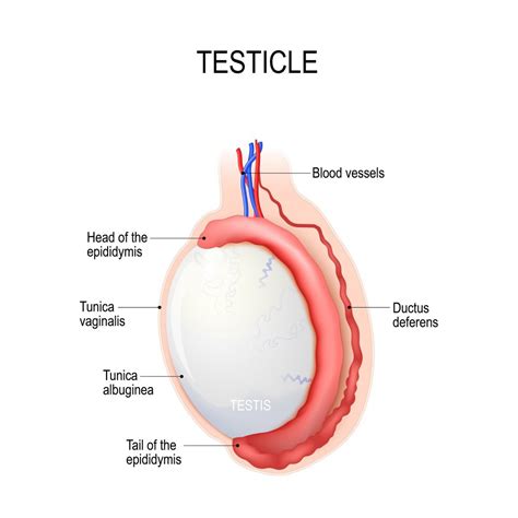Causes Of Testicle And Penis Pain STD GOV Blog