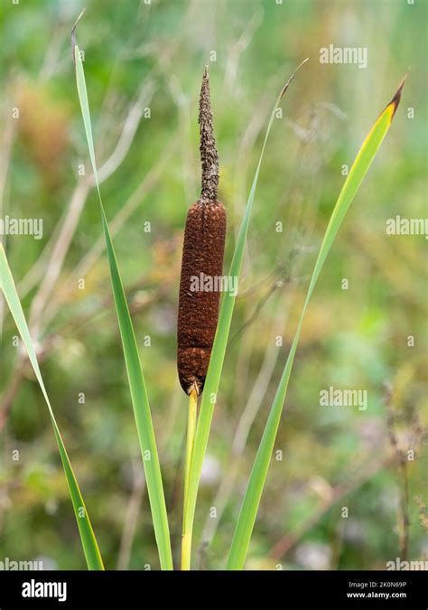 Bulrush Flower Hi Res Stock Photography And Images Alamy