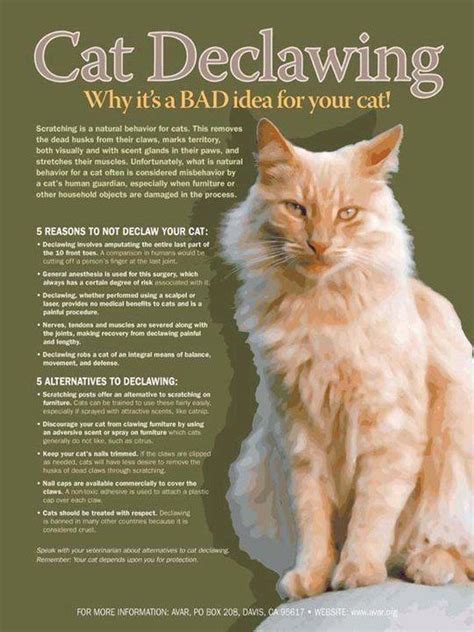 The Pros And Cons Of Declawing Cats Hyaenidae