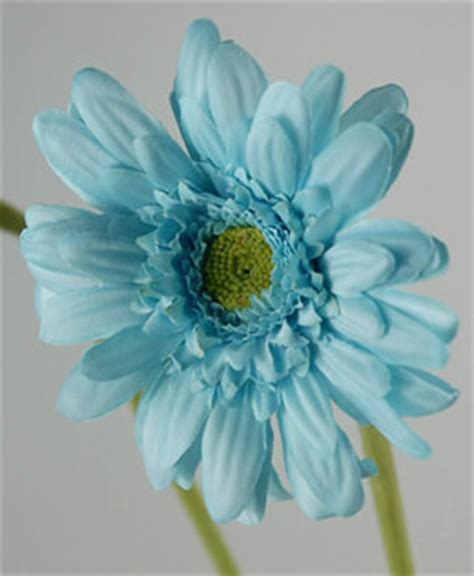 silk aqua blue gerbera daisies