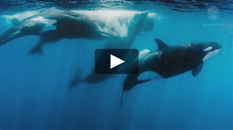 Orcas Vs Sperm Whales Scuba Diver Life Shawn Heinrichs