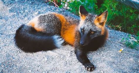 Gorgeous Rare Black Fox Recorded In The Wild Animal Rescue Society