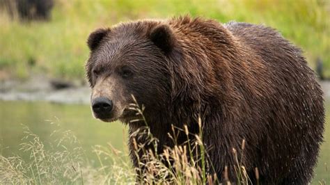 Brown Bears Back Living In Ireland Thousands Of Years After They Went