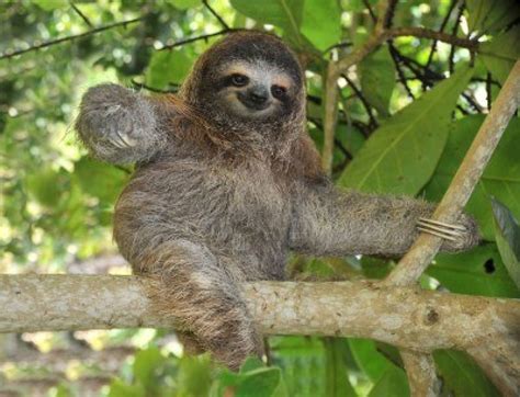 Endangered Earth Pygmy Three Toed Sloth