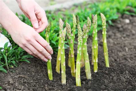 How To Plant Asparagus In Your Garden Tricks To Care