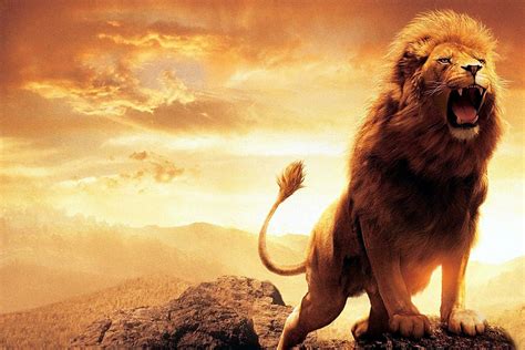 African Lion Roaring Wallpaper