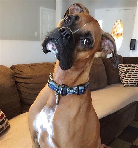 A Brown Dog Sitting On Top Of A Couch