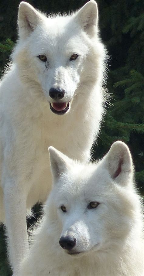 Cute White Wolves About Wild Animals