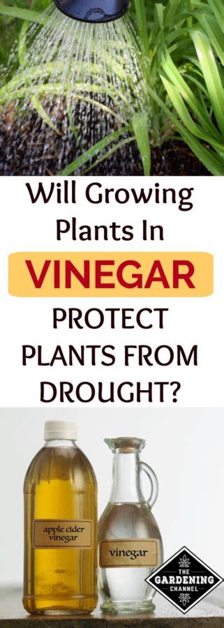 Protect Your Plants From Drought By Using Vinegar Gardening Channel