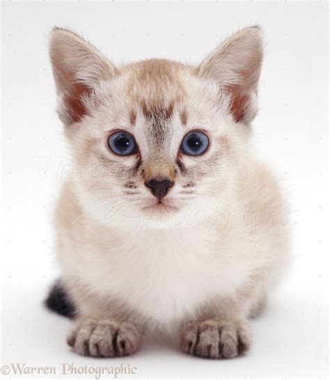 Tabby Point Siamese Kitten Crouched And Mistrustful Photo Siamese