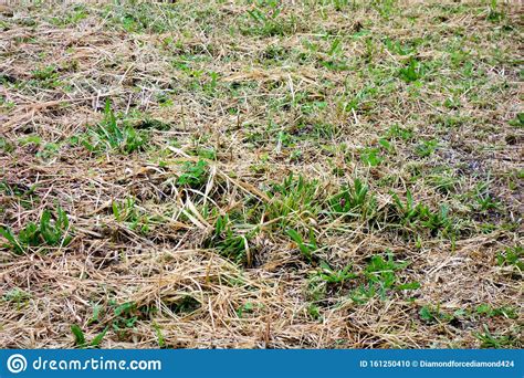 How To Fix Lawn With Lots Of Weeds Lovemylawn Net