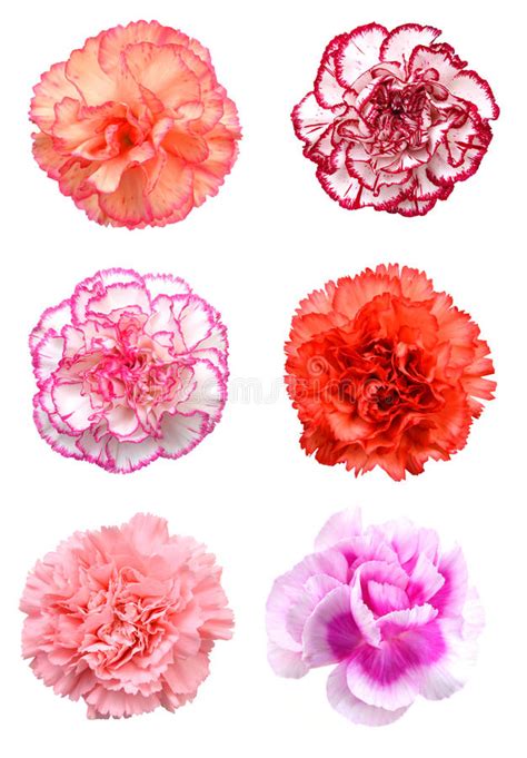 Pink Carnation Flower Stock Image Image Of Background 66861923