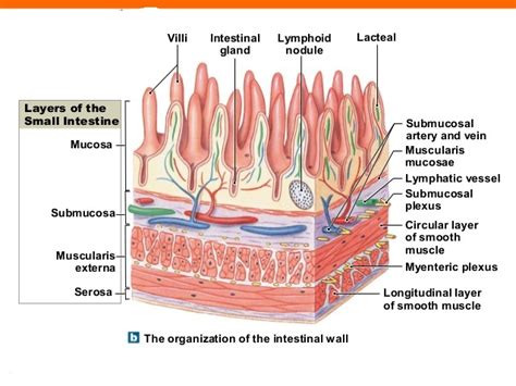 From The Lumen Outward What Are The Layers Of The Gastrointestinal