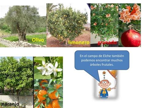 20 Inspiración Dibujos De Arbustos Arbustos Con Sus Nombres En Espanol