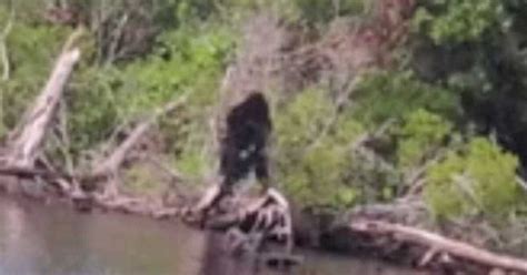Man Claims Bigfoot Spotted In Virginia Shares ‘clear Photos