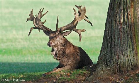 Deer Overview Antler Development Summary Wildlife Online