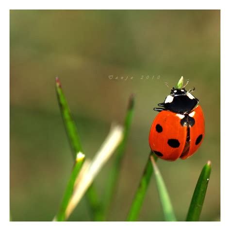 Ladybugs By Tanja0869 On Deviantart