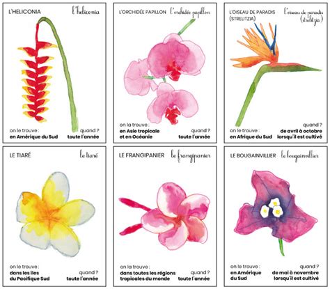 Apprendre Le Nom Des Fleurs Partie 5 Kilou