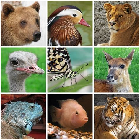 Collage Mit Tieren Aus Zoo Stock Bild Colourbox