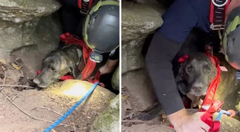 Dog Rescue From Tennessee Cave Bear Three Days Of Anxiety The Hyperhive