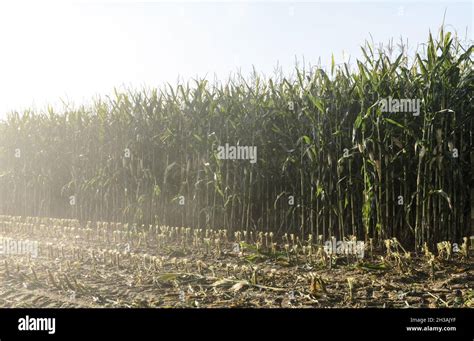 Cut And Partly Harvested Stalks Of Corn Maize Plants Zea Mays In An