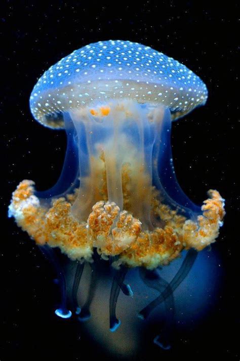 Jellyfish Have Roamed The Seas For At Least 500 Million Years And