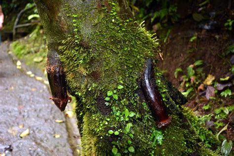 The Root Of A Tree Grown From A Tree Trunk Similar To The Male Sexual