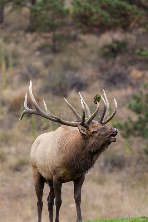 Bull Elk Bugling During Rut Stock Photo Image Of Wildlife Wild 44922388