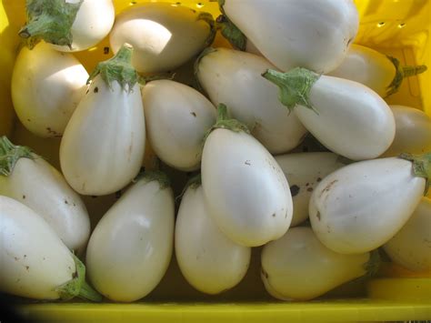 White Eggplant Asia Seeds