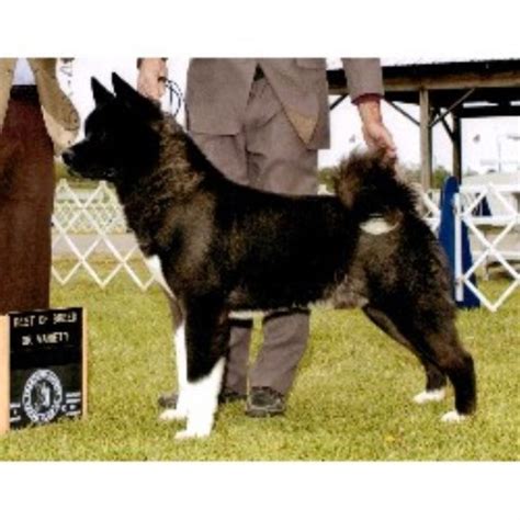 Find akita puppies and breeders in your area and helpful akita information. Mitsuko Akitas, Akita Breeder in Fayetteville, Ohio