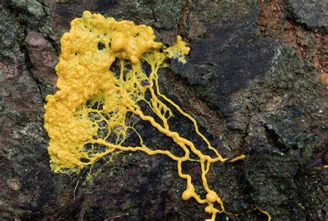 Plasmodial Slime Mould Photograph By Nigel Downer Fine Art America