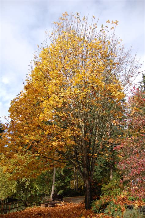 Making Friends With Our Big Leaf Maple The 10 Year Challenge