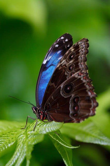 Free Photo Animal Beautiful Blue Morpho Free Image On Pixabay 165104