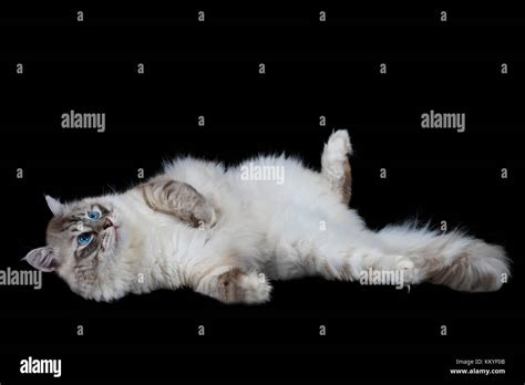 Funny White Fluffy Blue Eyed Cat Isolated On Black Stock Photo Alamy