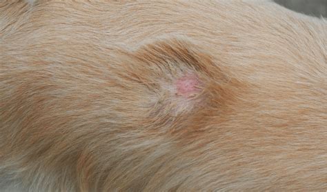 Top 12 Common Skin Problems On Dachshunds With Pictures