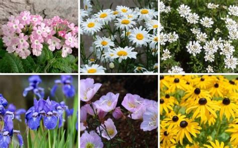 15 Perfect Tennessee Perennials Garden Lovers Club