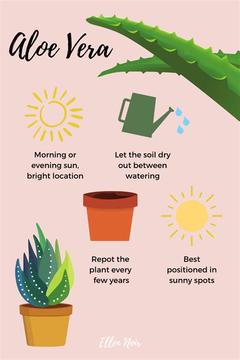 10 Easy To Look After Houseplants And Care Tips Ellen Noir