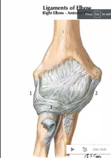 Ligaments Of Elbow Joint Diagram Quizlet
