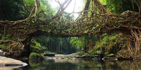 Living Root System Bridge In Meghalaya Jungle India Meghalaya