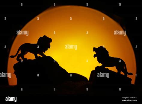 A Silhouette Of Two Male Lions Roaring With The Sunset In The