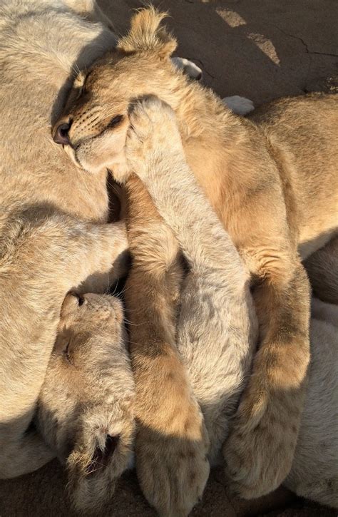 Lion Cubs Enjoying Their Sleep About Wild Animals