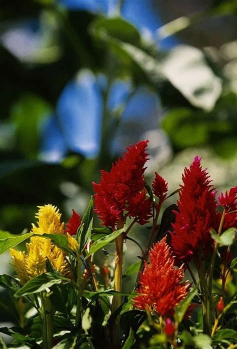 The Beauty Of The Celosia Flower Home Decoration And Improvement
