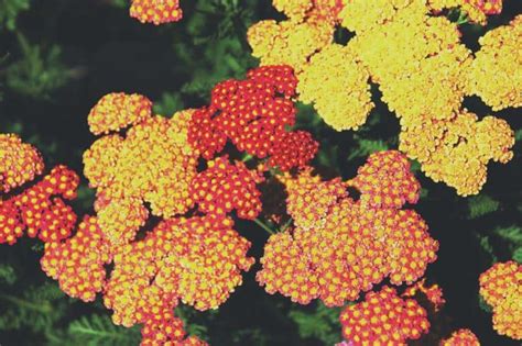 Yarrow Best Varieties Growing Guide Care Problems And Harvest