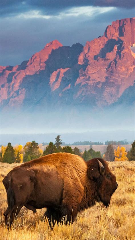 Wallpaper Bison Grand Teton National Park Wyoming Usa Bing