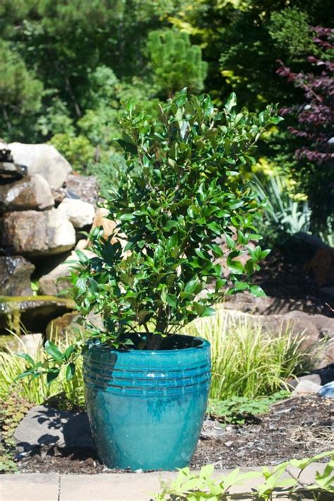 Ligustrum Japonicum Recurvifolium Curled Leaf Privet From Colesville